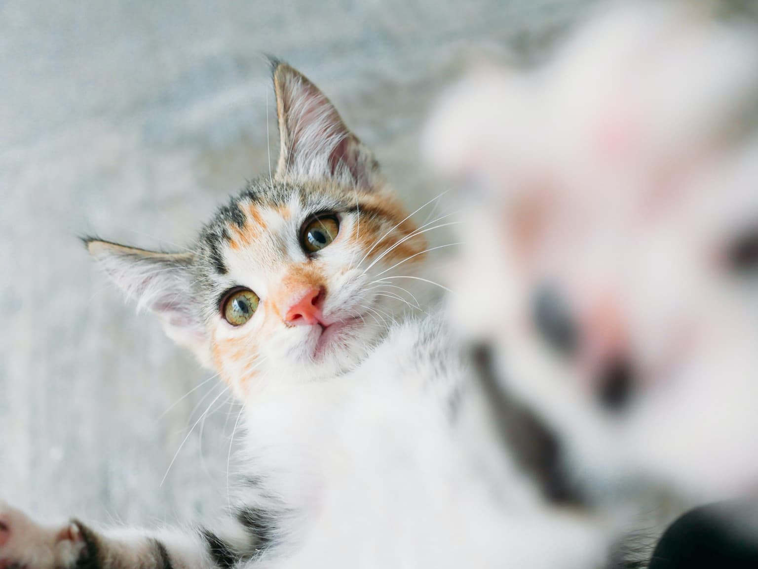 Pet Odor & Stain Removal